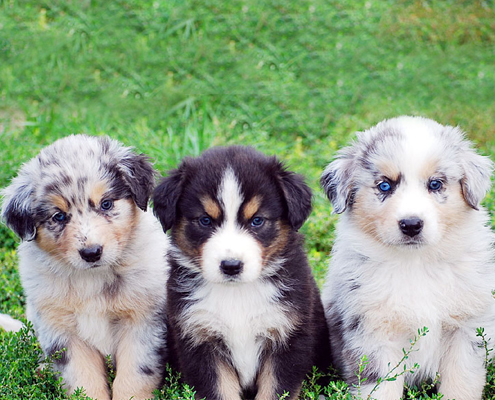 Australian-Shepherd-2